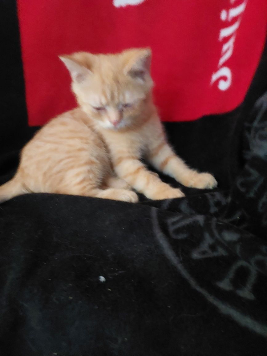 Шотландский котенок.