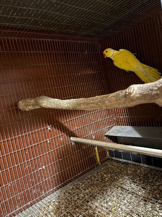 Casal de ring neck para venda