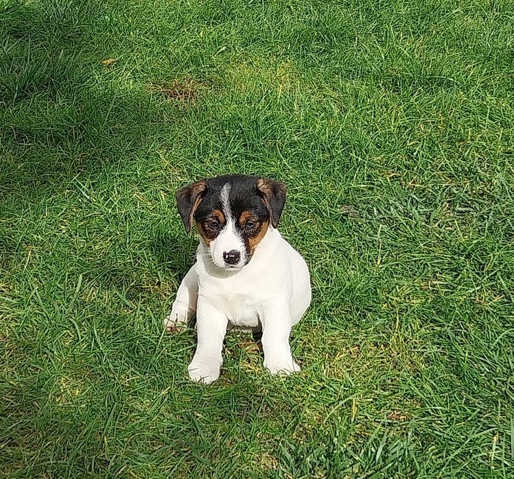 Jack Russell Terrier - Sunia