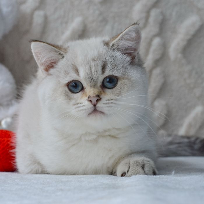 Британська киця шукає родину