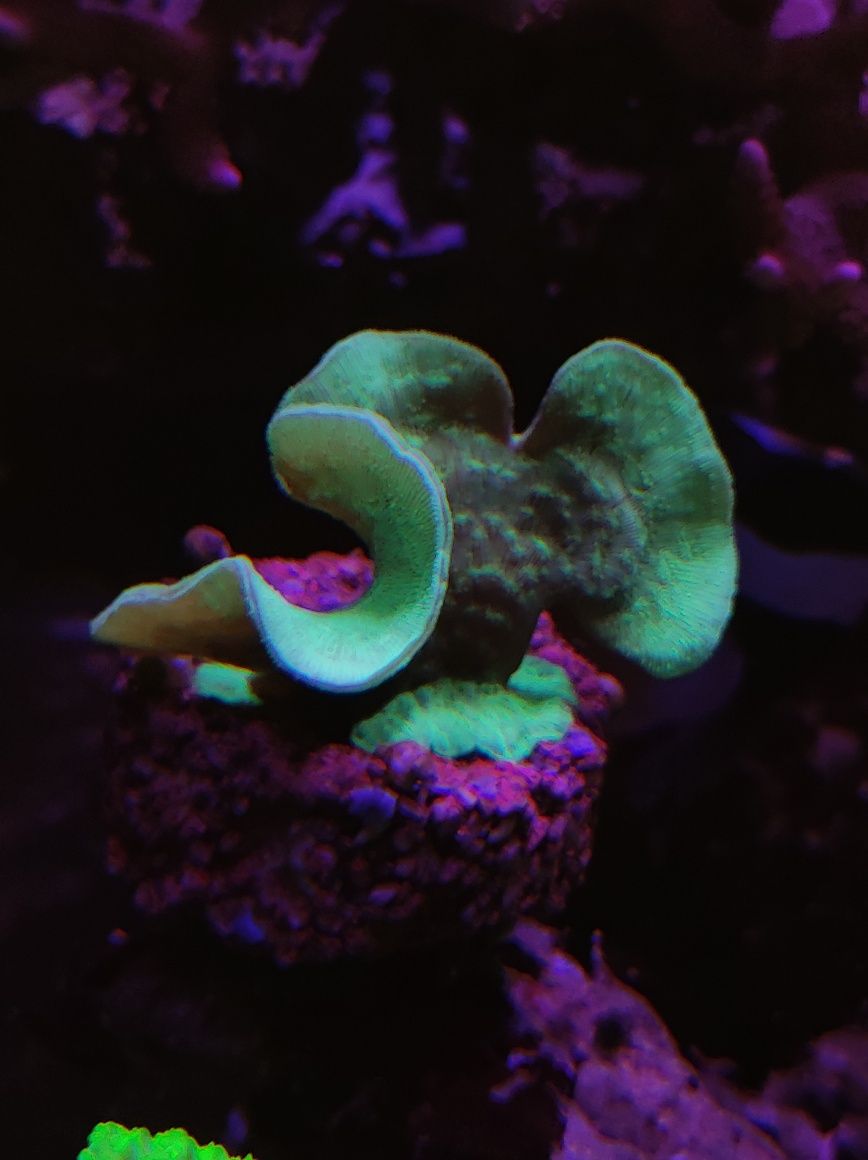 Pavona Cactus zielona