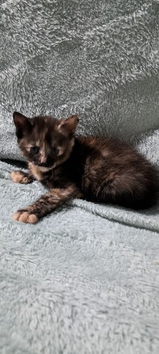 Kotki do oddania za darmo - ZAREZERWOWANE