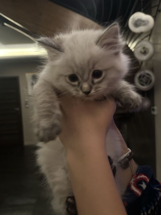Piekny kocorek Ragdoll Dante