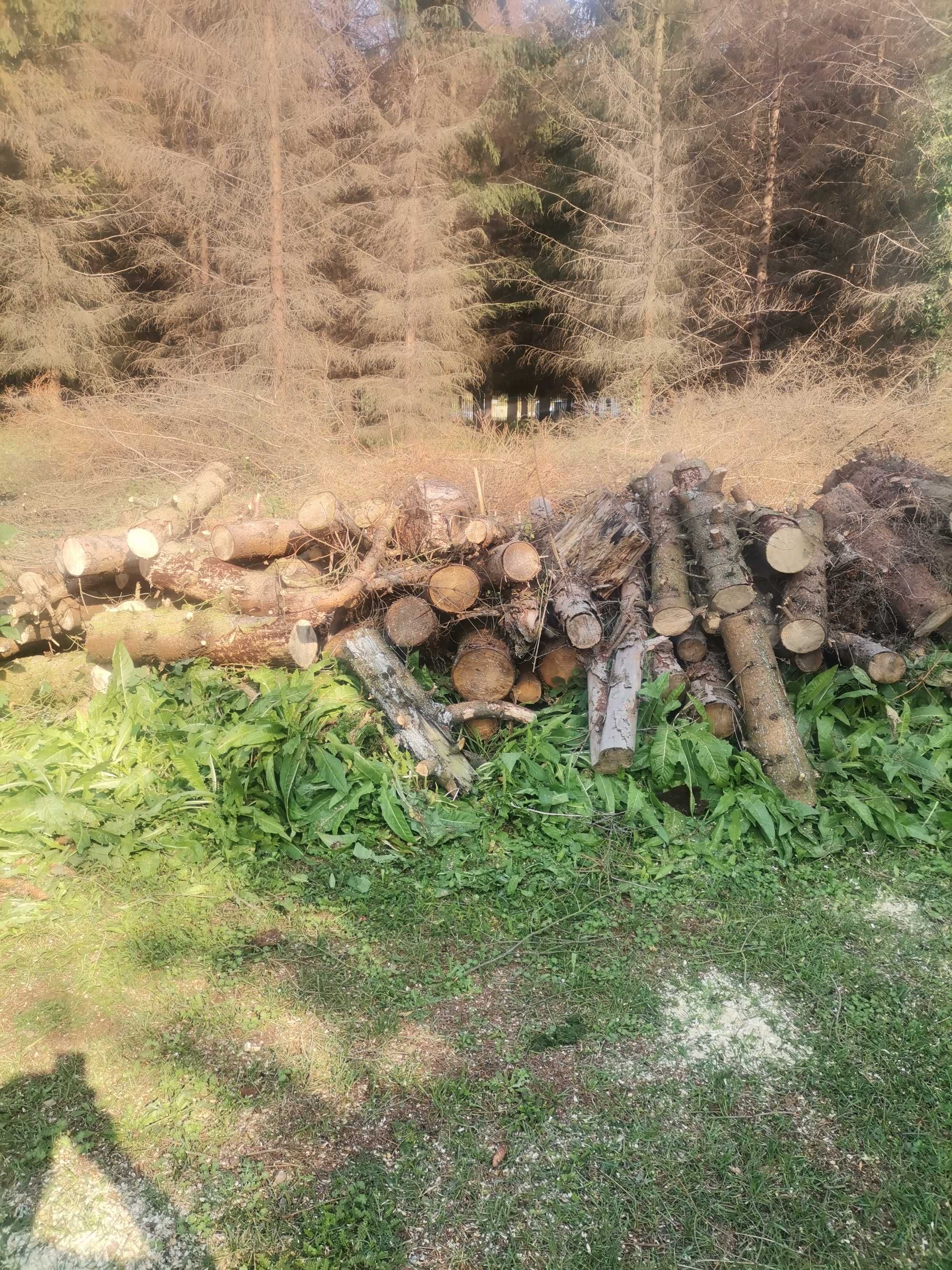 Dużą ilość drzewa świerk to co na zdjęciu