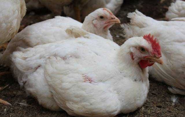Продам курей бройлеров живым весом. Возможна доставка