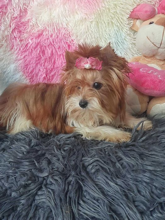 White ocean pearl Yorkshire terrier miniaturka suczka paszport