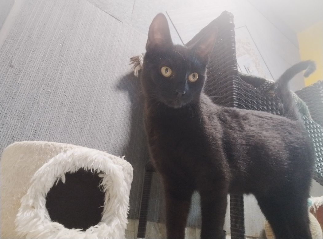 Młodziutka czarna kotka szuka domu