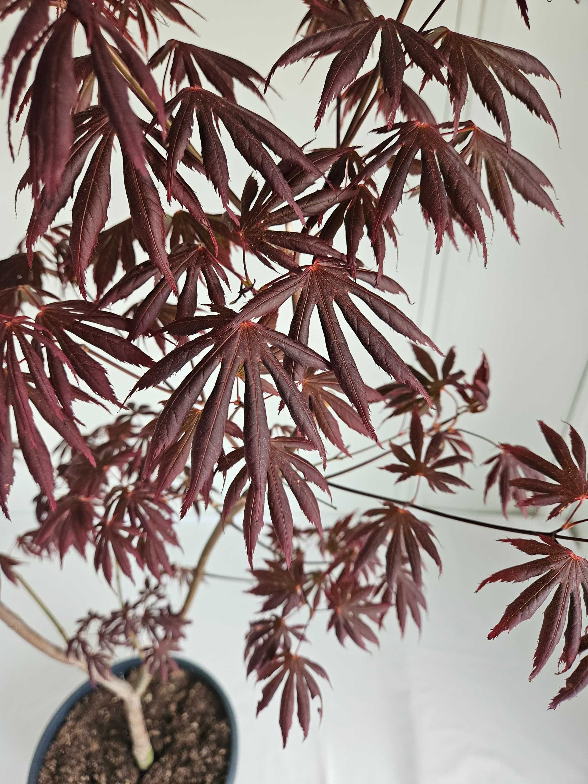 Bonsai – Klon japoński palmowy 'Trompenburg' (Acer palmatum)