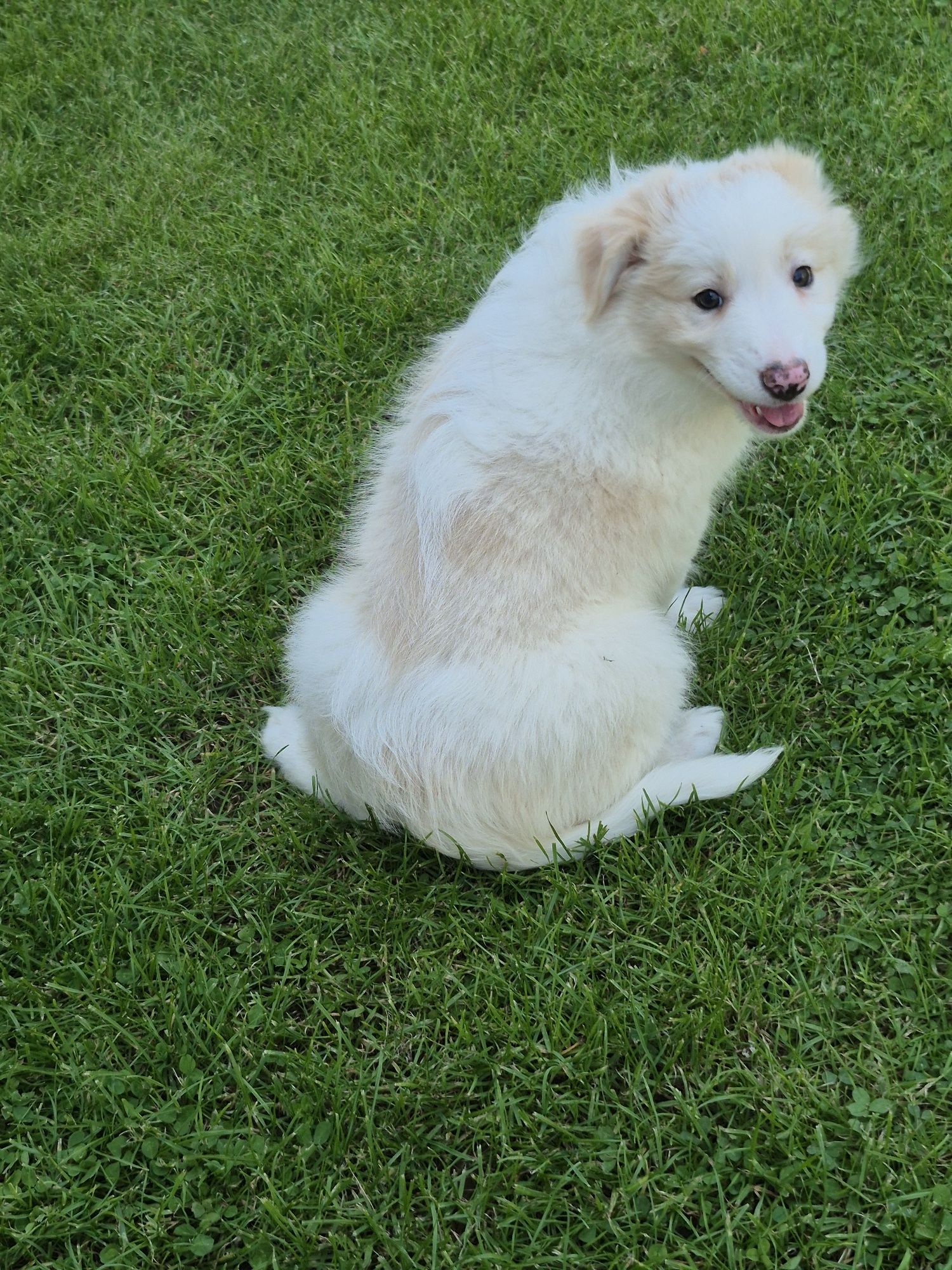 Border collie piesek ee red Tobi gotowy do odbioru