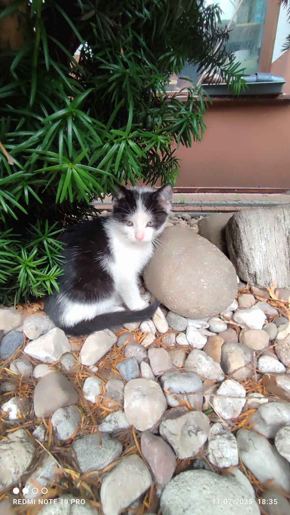 Puszyste kotki - oddam w dobre ręce