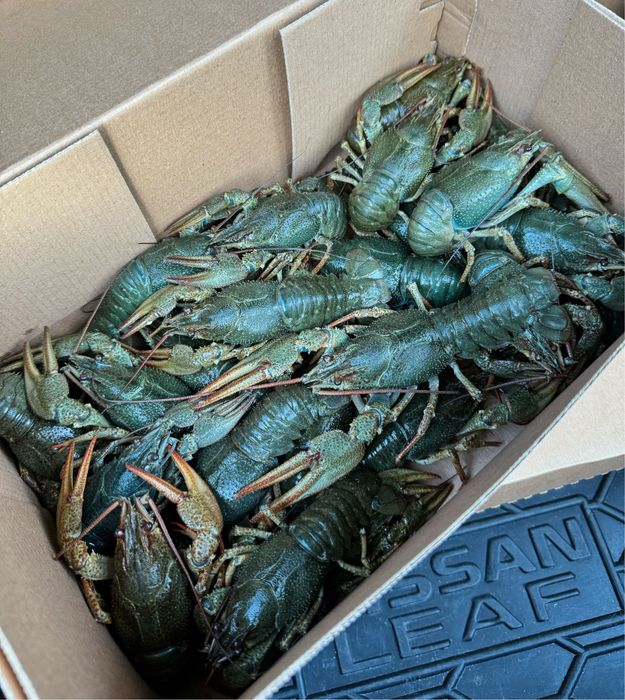 Продам живих раків. Є різні розміри