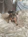 York shire terrier