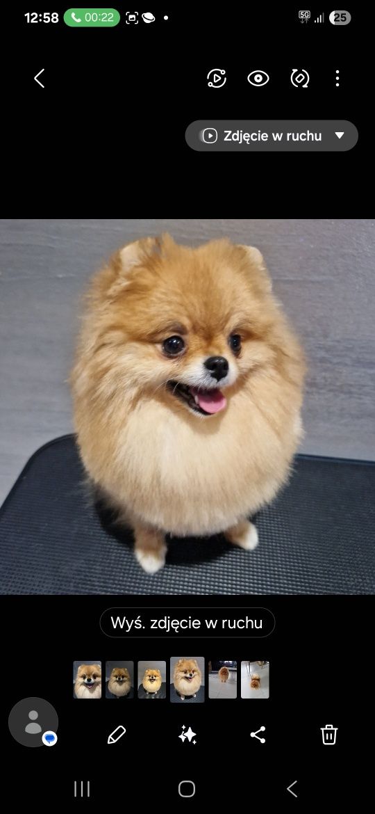 Szpic miniaturowy pomeranian