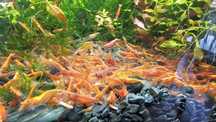Krewetka Neocaridina Red Cherry ROŚLINKI GRATIS