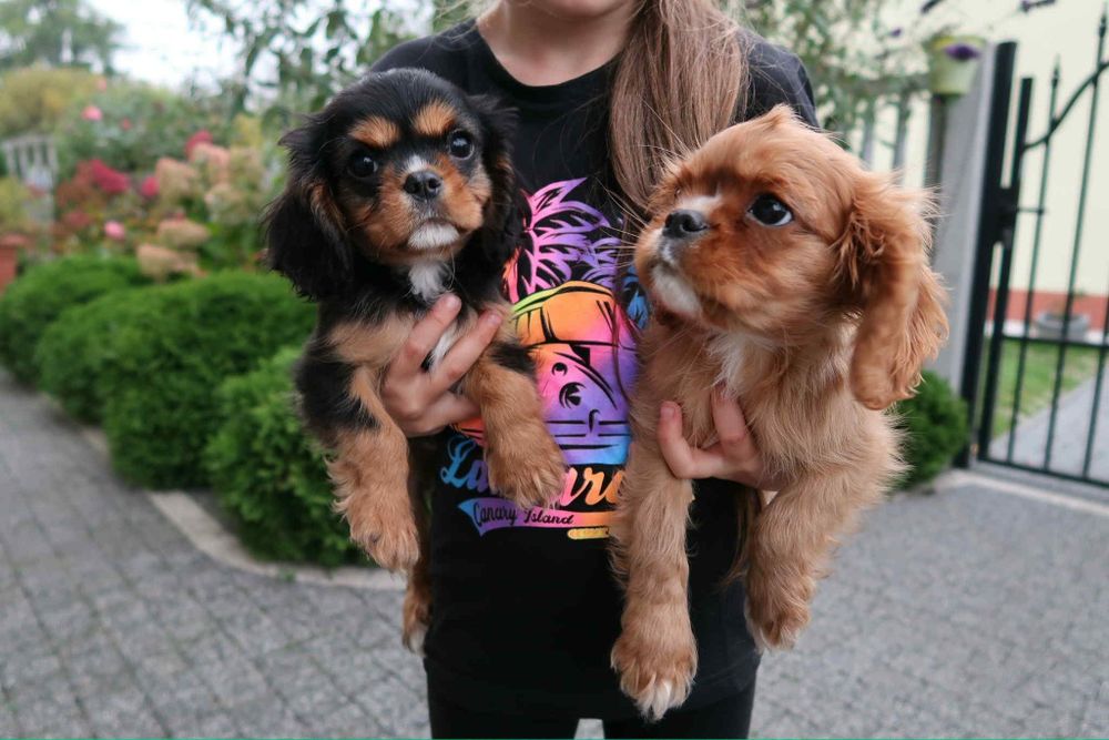 Cavalier King Charles Spaniel