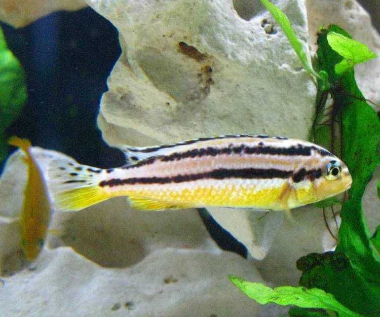 Cíclideos Africanos Malawi - Auratus (CASAL)