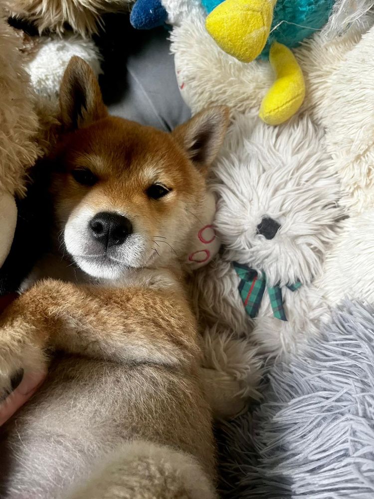 Shiba Inu FCI Chłopak czerwony