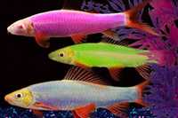 Акваріумні рибки GloFish (тернеція, даніо, барбус, лабео)