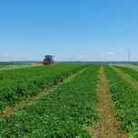 Sianokiszonka z Lucerny 2025 bele 130 cm