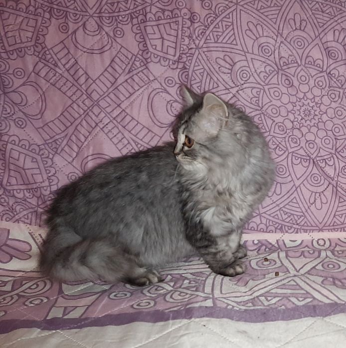 Британские длинношерстные котята