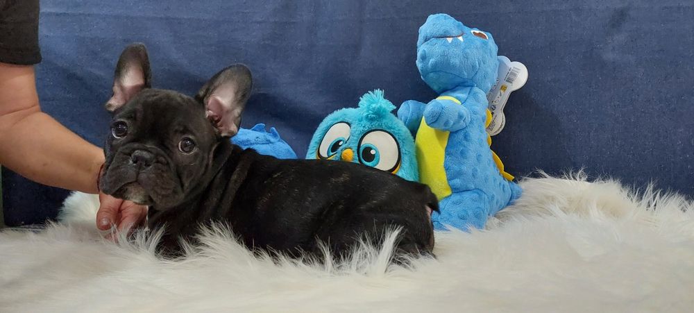 Bulldog francês menino
