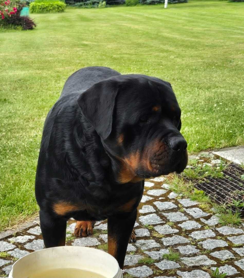 Sprzedam szczeniaka Rottweiler