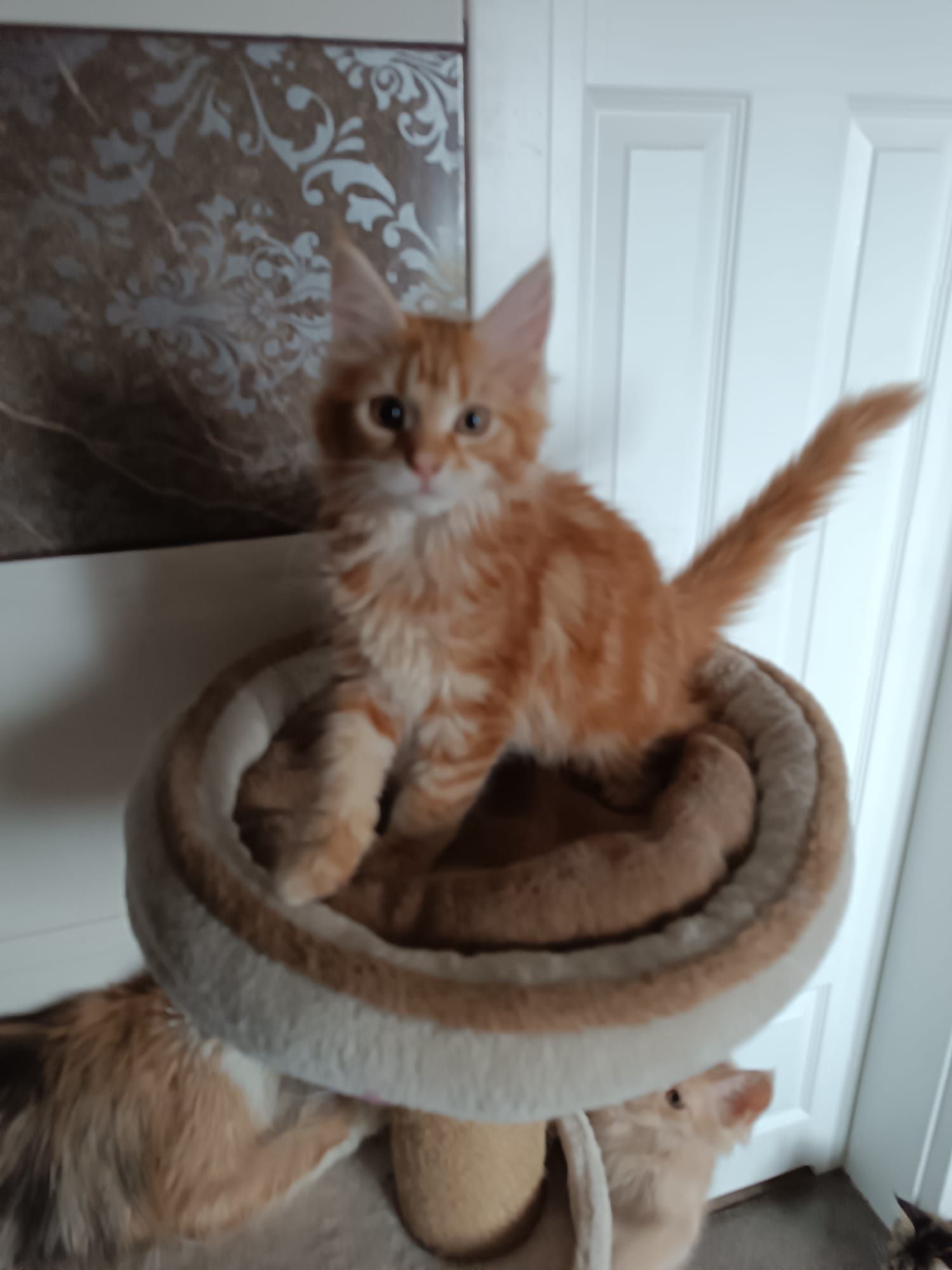 Maine coon FPL.Koteczka,,kot rasowy GOTOWA DO ODBIORU