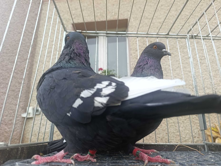 Ryś, rysie czarne, gołębie ozdobne, wysyłam