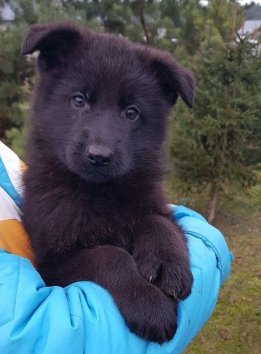 Owczarek niemiecki czarny pies zaszczepiony odrobaczony