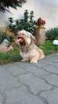 Shihtzu Shih tzu dorosła