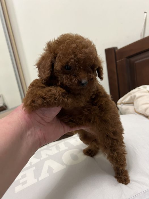 Китайский пудель тикап