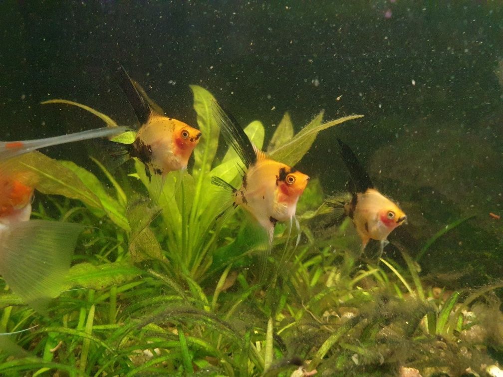 Skalary Red Devil młode od 5 cm