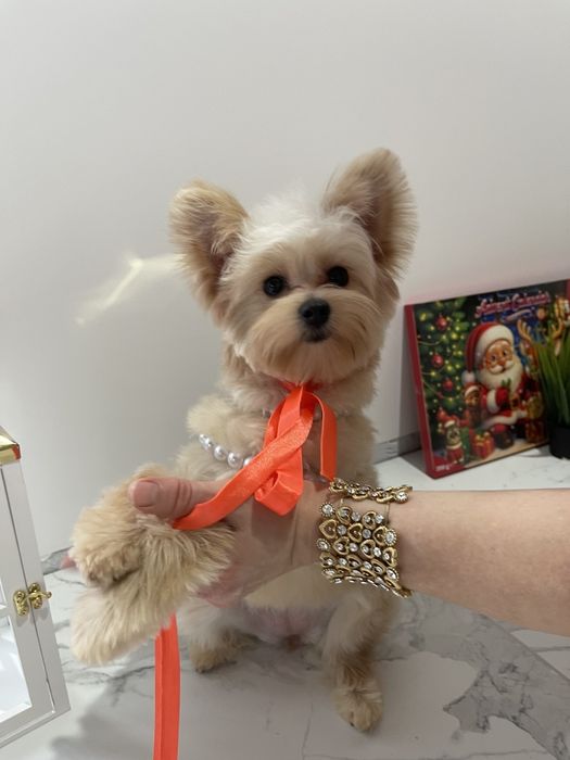 Помапу  краса з характером