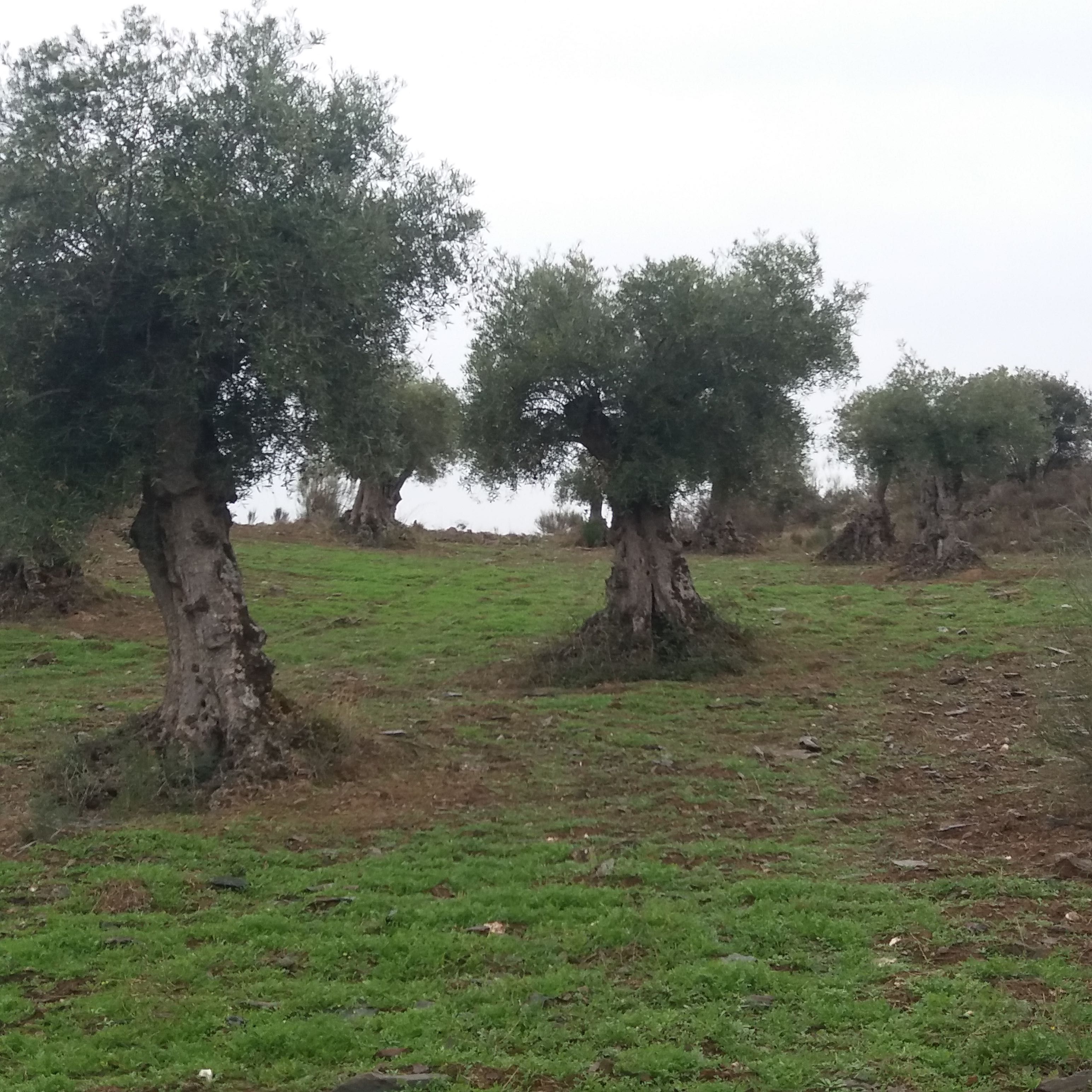 Oliveiras centenárias para jardim ou para lenha