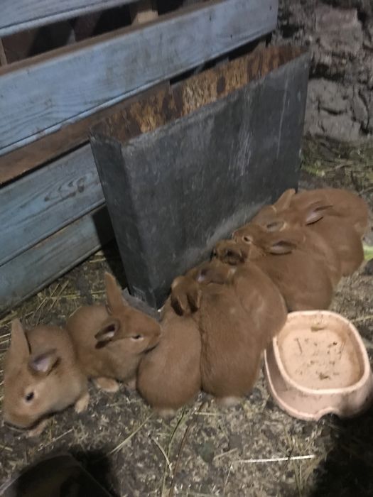 Продам кролі  породи бургундія