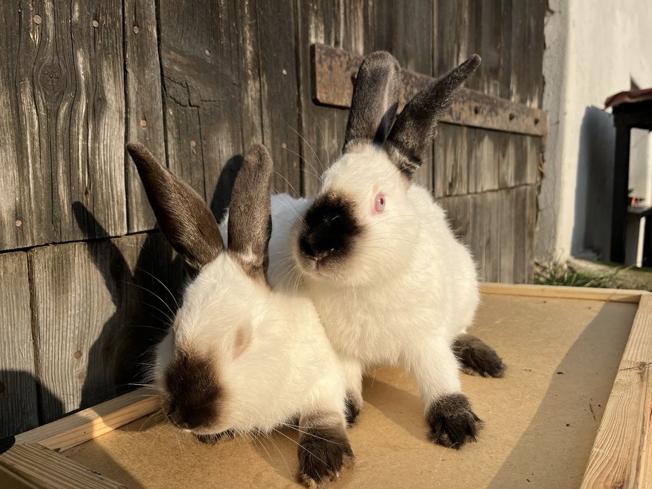 Samczyk kalifornijski czarny