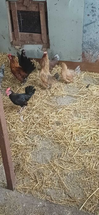 Продам  курочок,півників