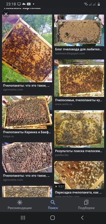 Продам пчелопакеты  украинской степной породы