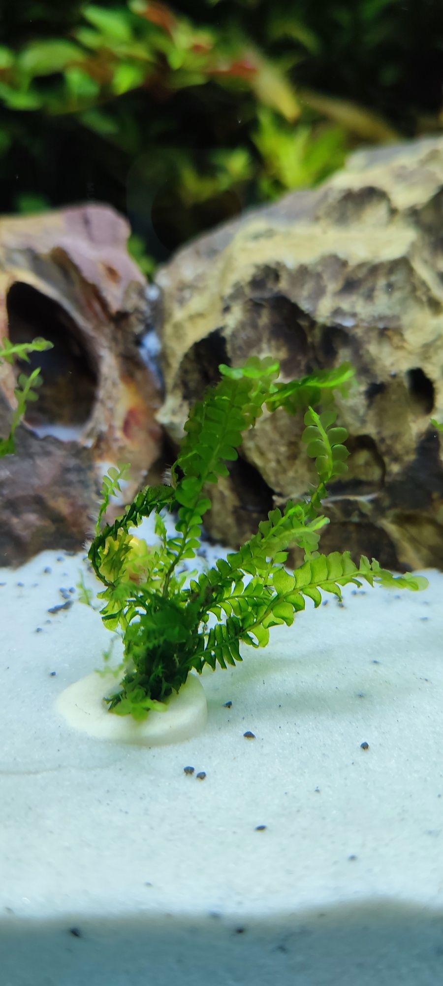 Cameroon Moss, mech do akwarium