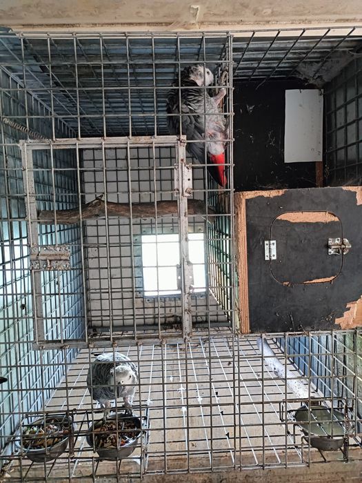 Casal de papagaios cinzento reprodutor