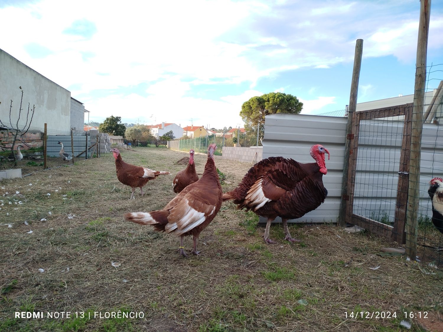 Ovos de peru red bourbon - disponíveis