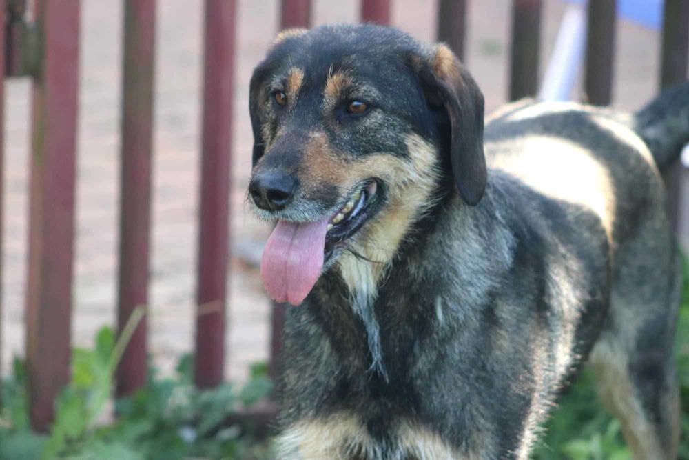 MERY szuka domu. Pokochasz?