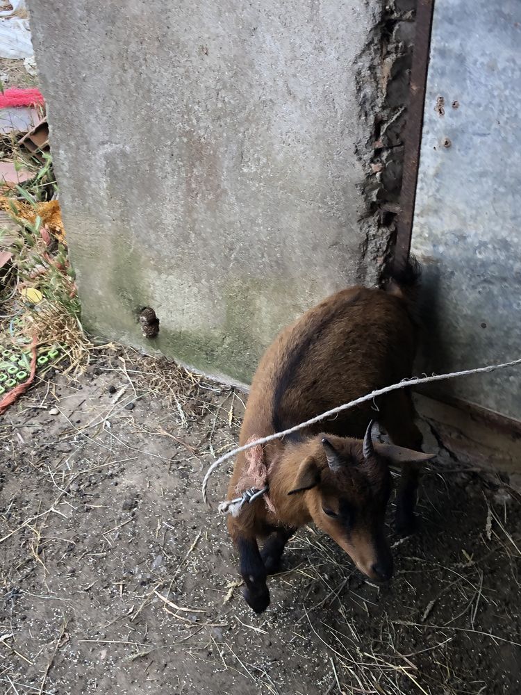 Cabras/chibas - macho e femeas