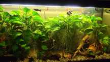 Anubias ,bardzo duże krzaki do dużego zbiornika lub podzielenia