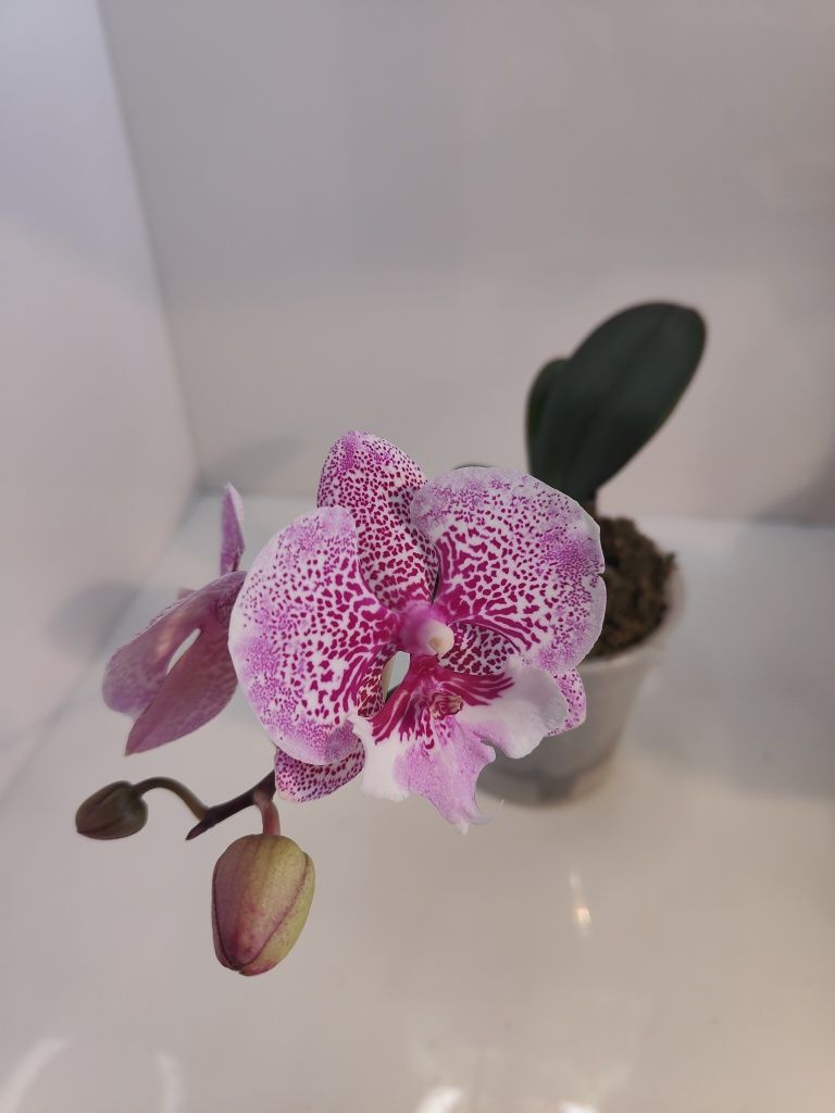 Орхидея Jambalaya биг лип