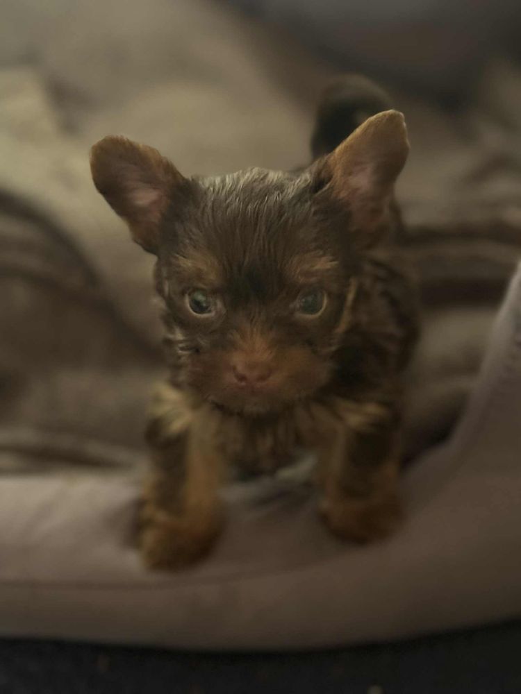 Yorkshire Terrier czekoladowy  piesek