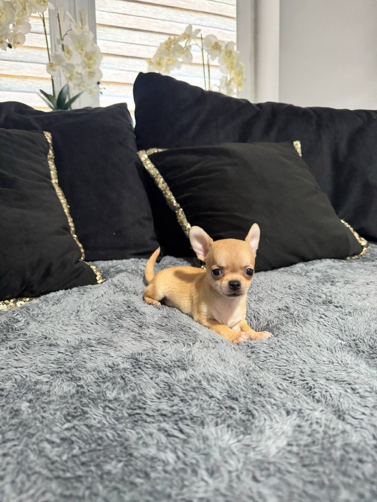 Chohuahua chłopczyk