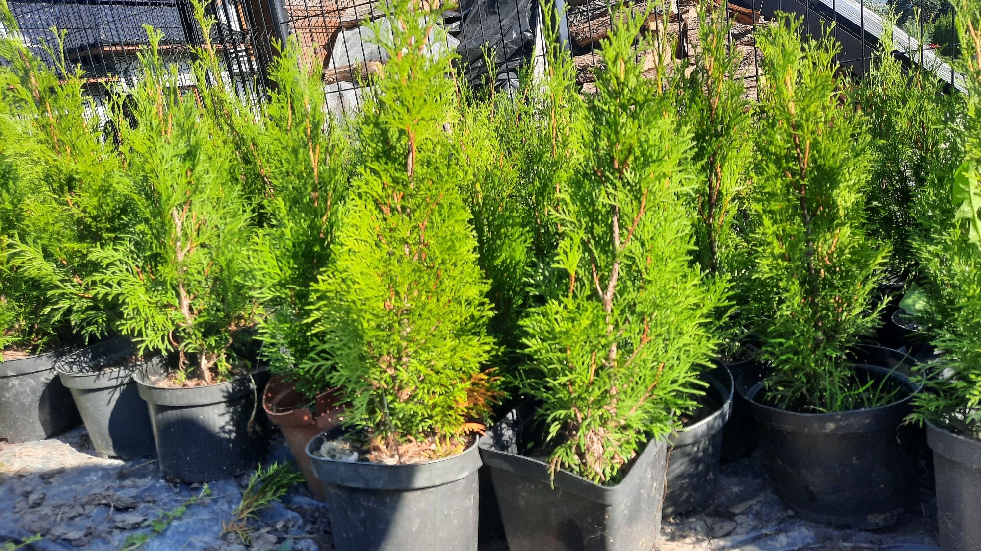 Thuja Szmaragd w doniczkach