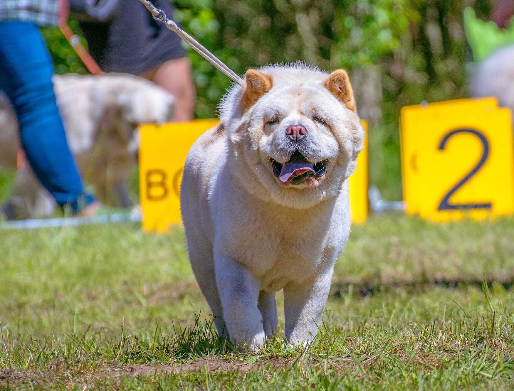 Chow-chow po Championach z rodowodem ZKwP FCI