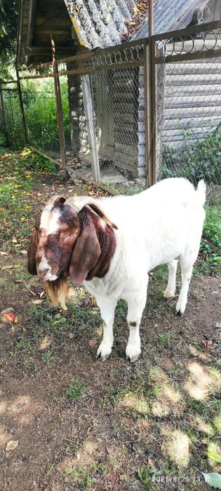 Козлик, цап бурської породи